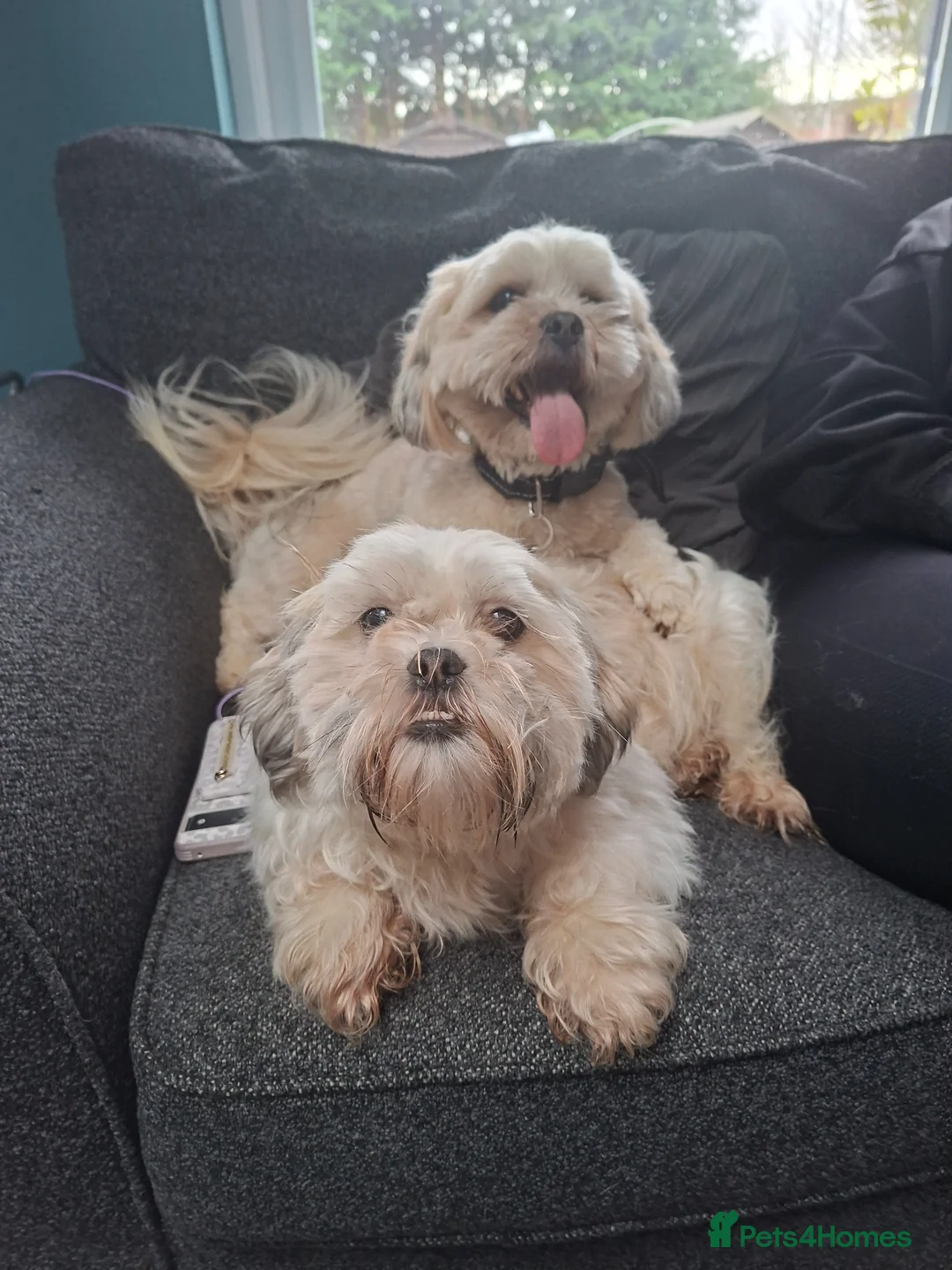 Lhasa Apso dogs for sale: Lhaso  - Advert 2