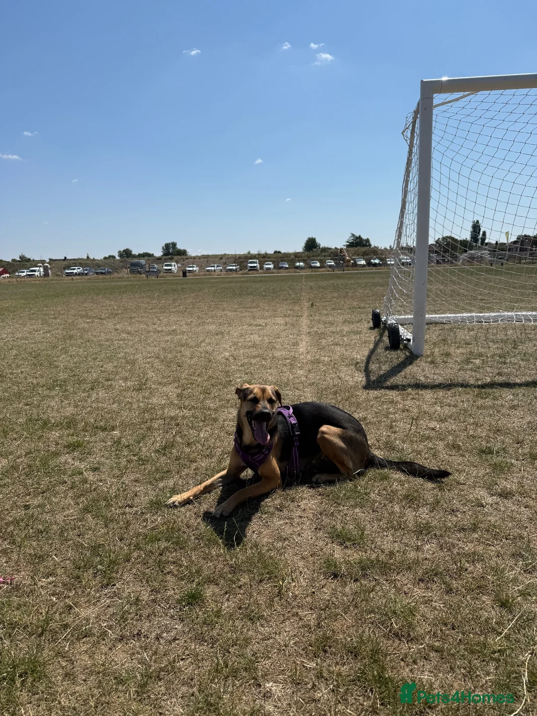 Mixed Breed dogs for sale: Roxy ❤️ A devoted girl looking a home (urgent) - Advert 2