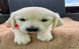 Golden Retriever dogs for sale: Beautiful litter of 7 GR puppies  - Image 4