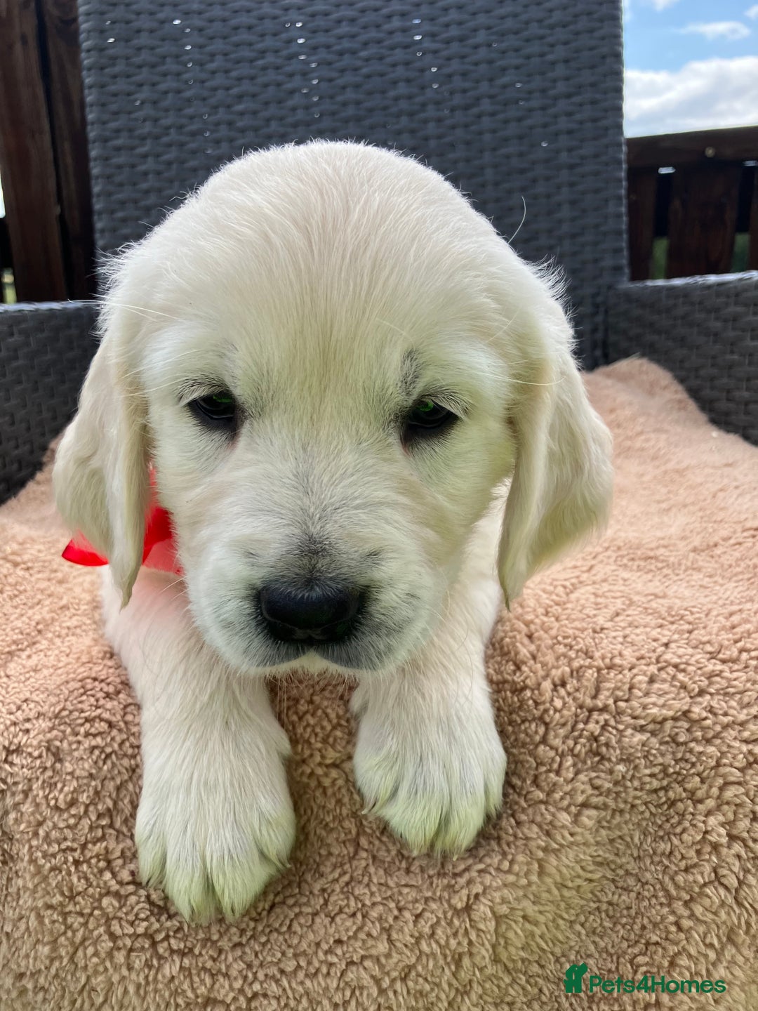 Golden Retriever dogs for sale: Beautiful litter of 7 GR puppies  - Image 4