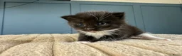 Mixed Breed cats for sale: Rag doll mix kittens bsh mixed kittens  - Advert 13
