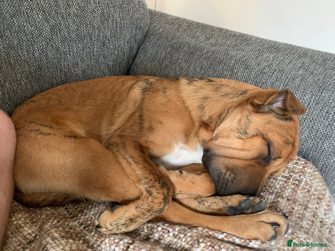 Mixed Breed dogs for sale: Well-Trained Pup Looking for His Forever Home - Image 2