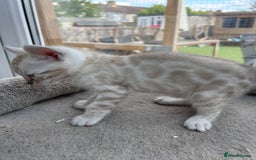 Bengal cats for sale: 3 Pedigree Bengal kittens, Male, for sale - Image 5