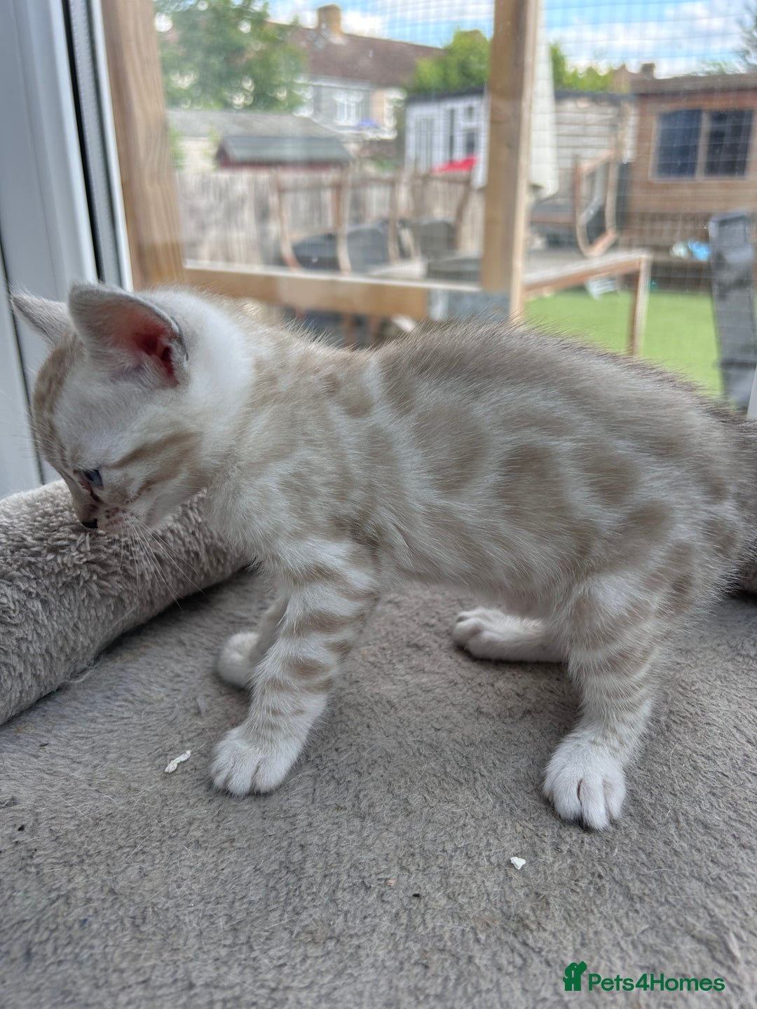 Bengal cats for sale: 3 Pedigree Bengal kittens, Male, for sale - Image 5