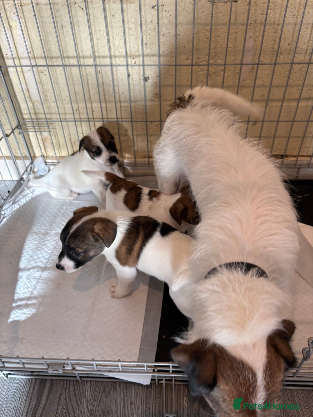 Jack Russell dogs for sale: 3 stunning Jack Russell’s  - Image 16