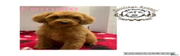 Cockapoo dogs for sale: F1 miniature cockapoos  - Advert 4