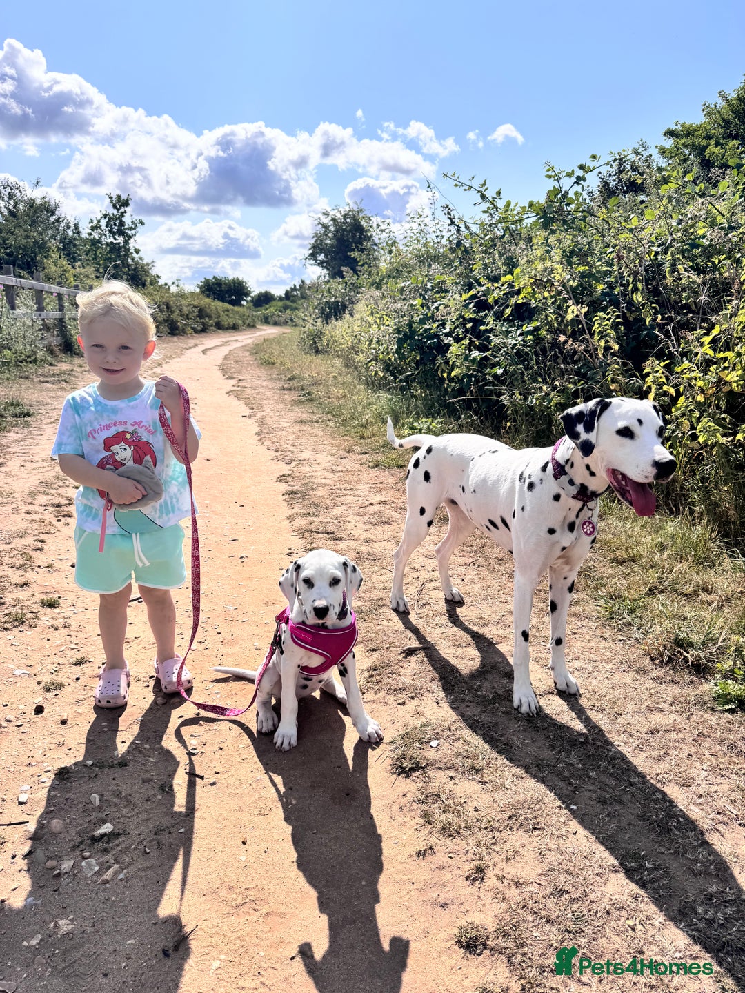 Dalmatian dogs for sale: KC Female Dalmatian  - Advert 9