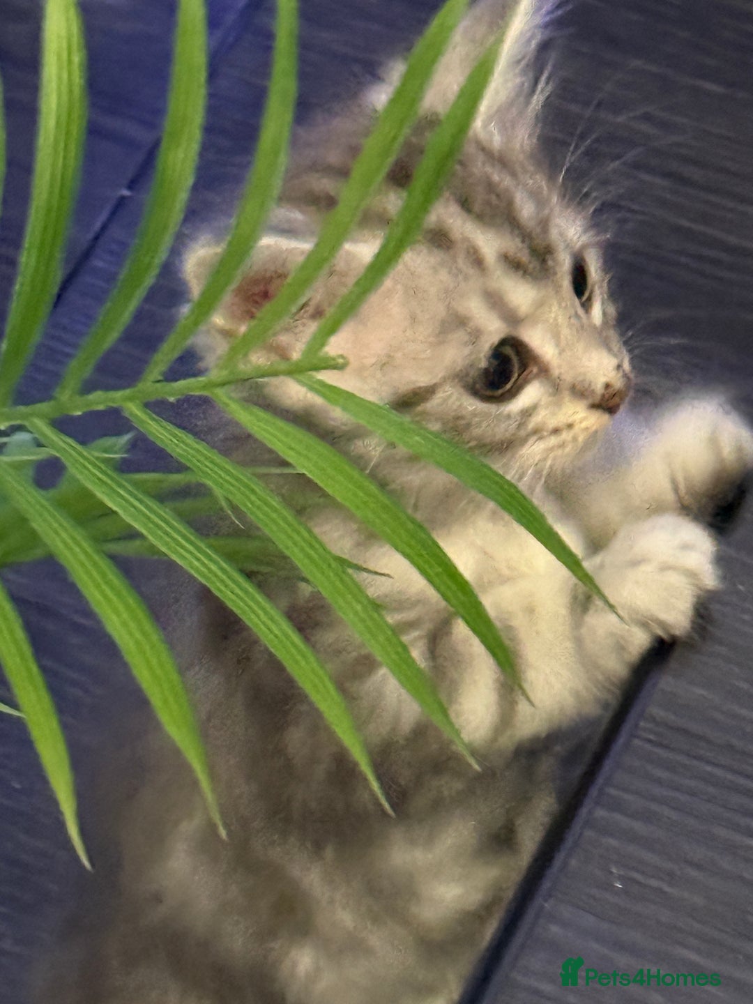 Persian cats for sale: Adorable fluffy Kittens ready for forever home - Image 7