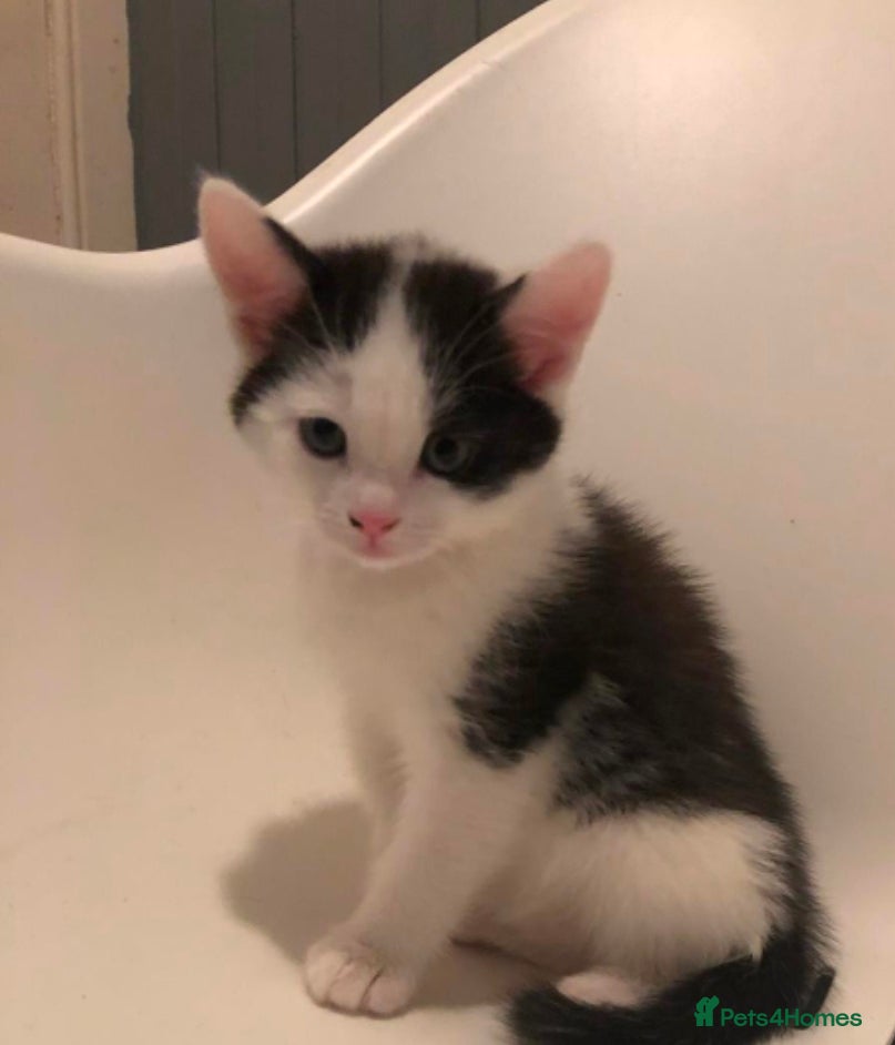 Mixed Breed cats Kittens for sale  - Advert 1