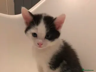 Mixed Breed cats Kittens for sale - Advert 1