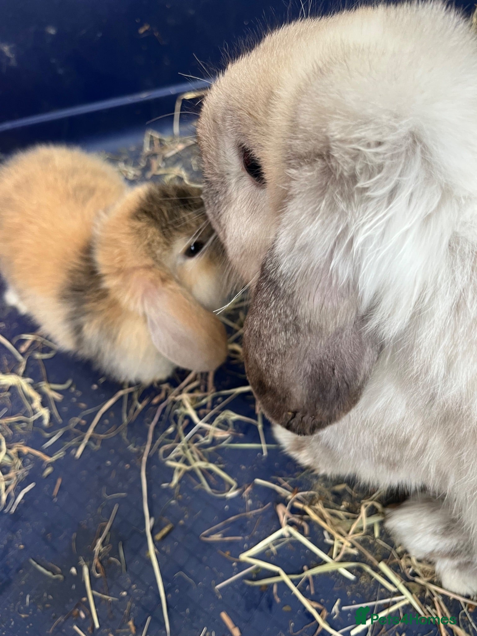 Mini Lop rabbits Gorgeous Mini Lop Bunnies - Advert 7
