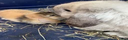 Mini Lop rabbits for sale: Gorgeous Mini Lop Bunnies - Advert 1