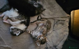 Persian cats for sale: Tabby female with full set up ready to go. - Image 24