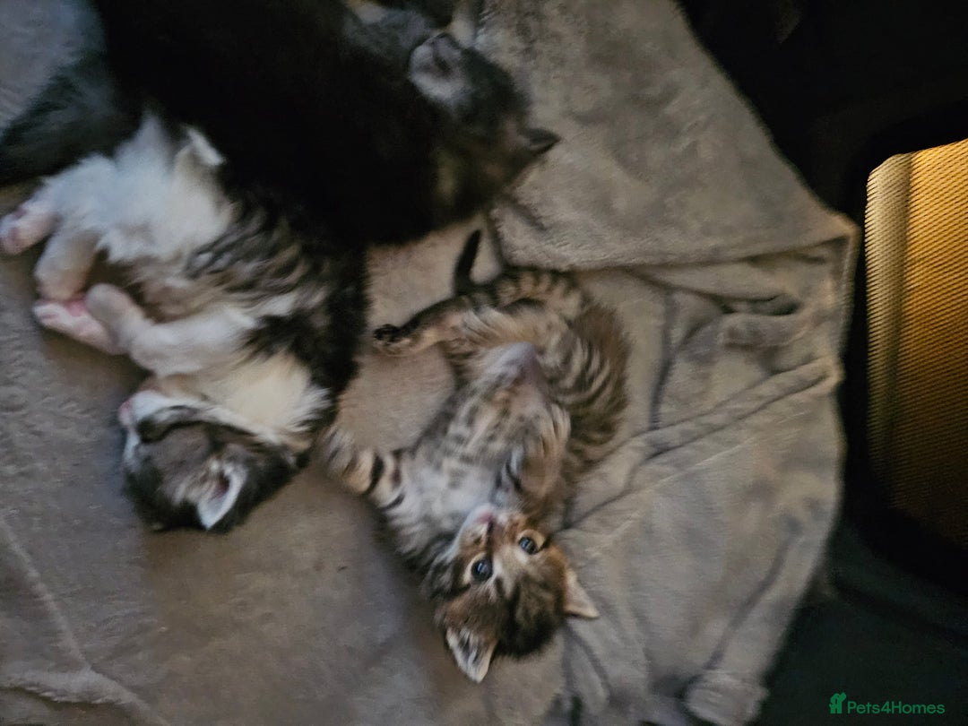 Persian cats for sale: Tabby female with full set up ready to go. - Image 24