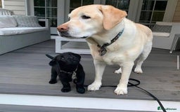 Labrador Retriever dogs for sale: Chunky KC reg Labrador pups - Image 6