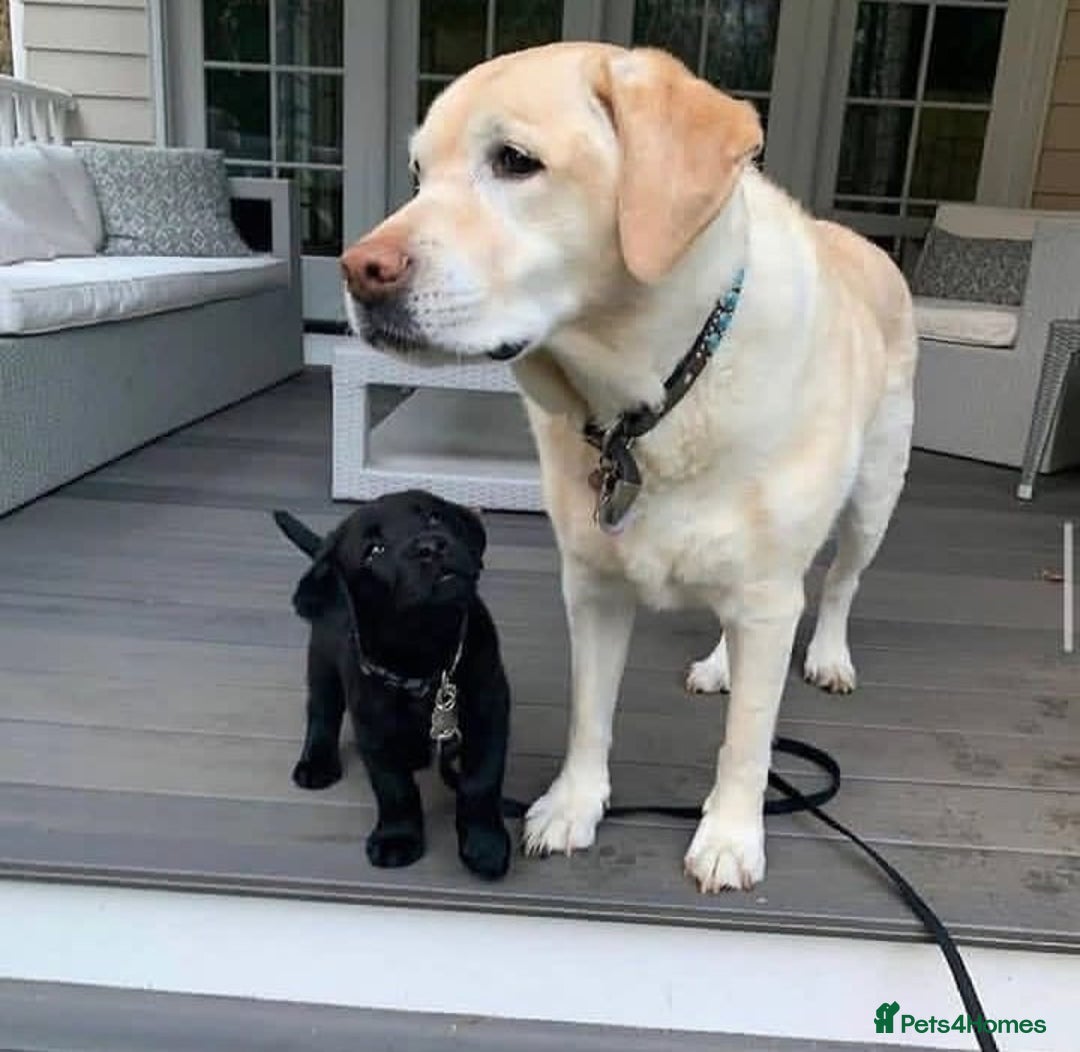 Labrador Retriever dogs for sale: Chunky KC reg Labrador pups - Image 6