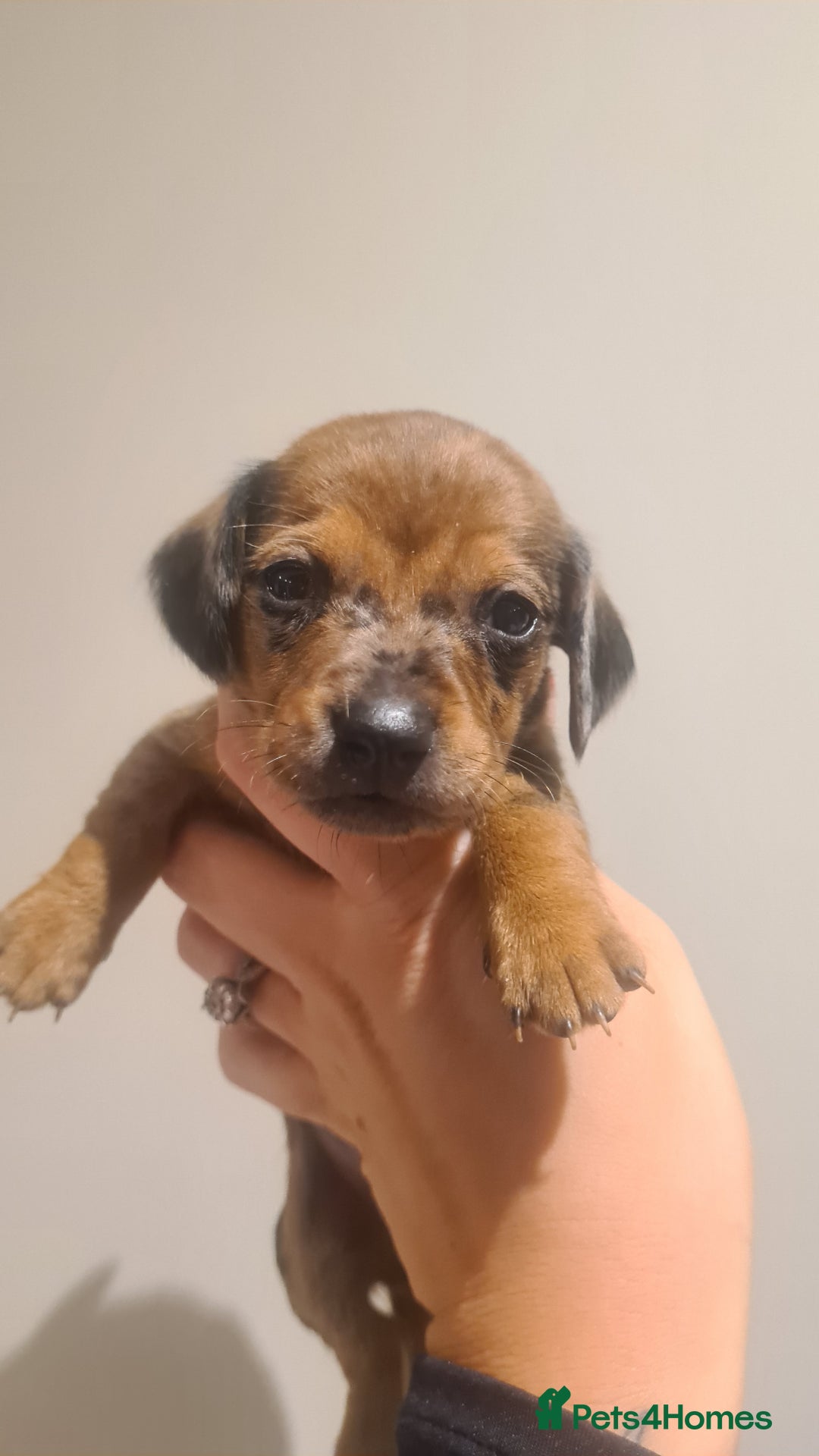 Miniature Dachshund dogs for sale: Beautiful bundle of boy mini daxies  - Advert 15