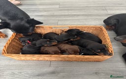 Dobermann dogs for sale: Doberman pups - Advert 16
