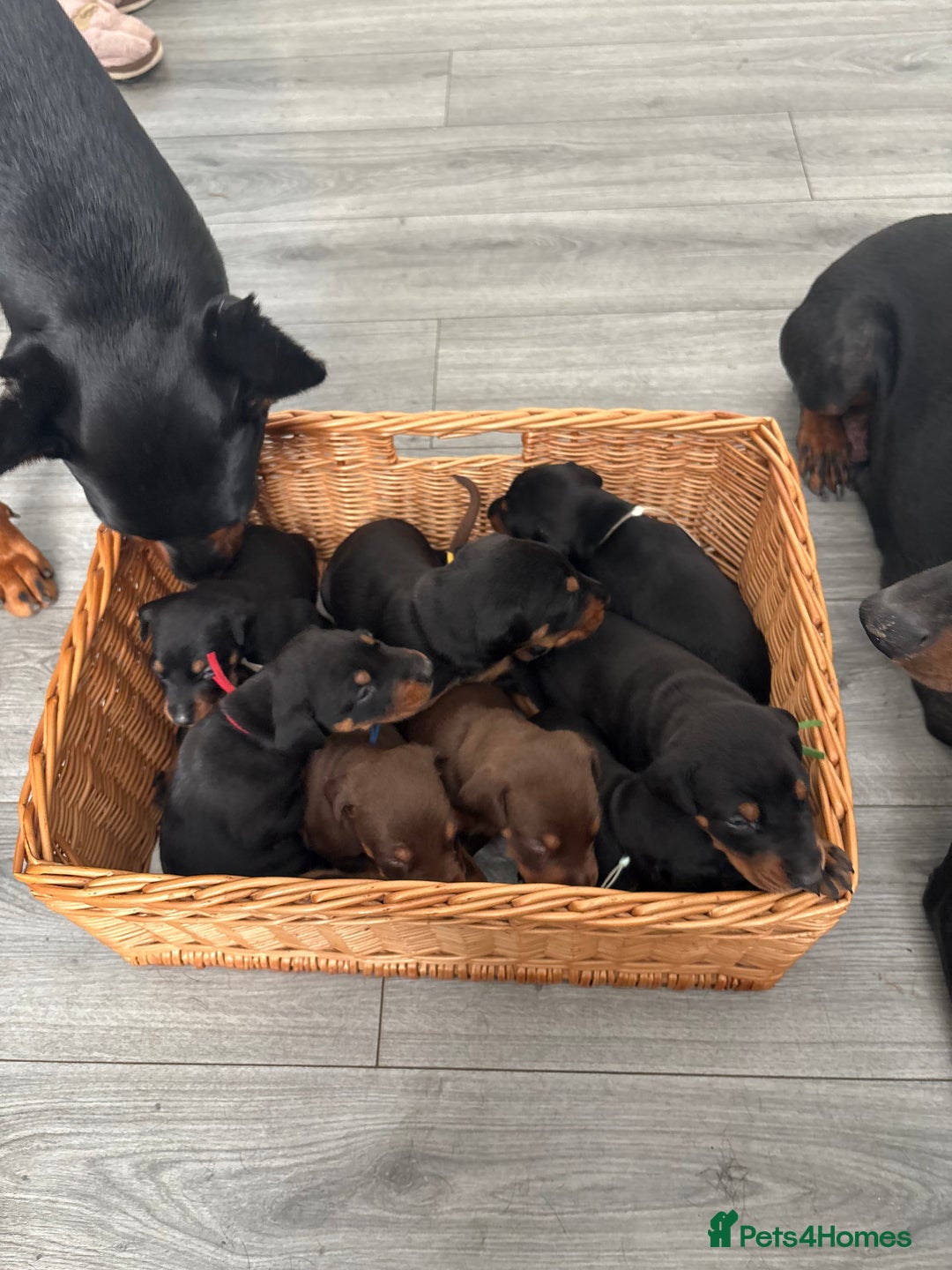 Dobermann dogs for sale: Doberman pups - Advert 16