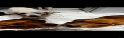 Golden Retriever dogs for sale: Fantastic golden retriever  - Advert 26