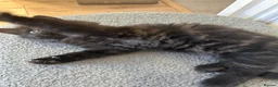 Mixed Breed cats for sale: Unique Smart Kittens for Loving Homes  in Kilwinning - Advert 2