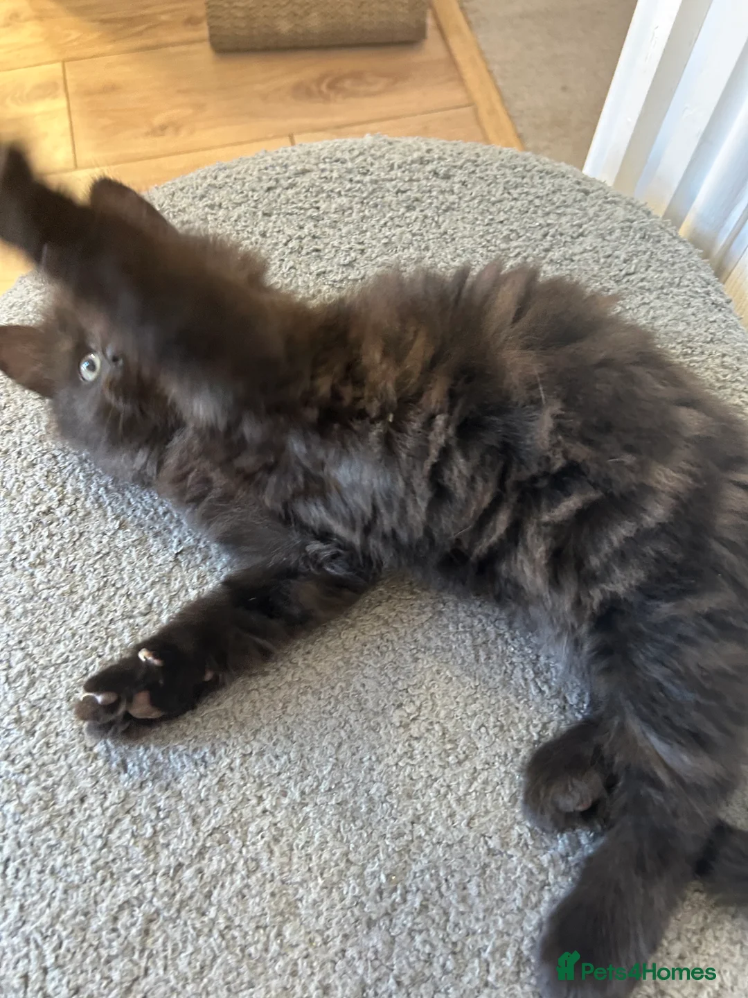 Mixed Breed cats for sale: Unique Smart Kittens for Loving Homes  in Kilwinning - Advert 2