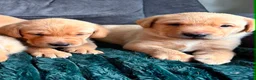 Labrador Retriever dogs for sale: KC Registered Red Fox Labrador Puppies - Advert 8