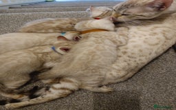 Bengal cats for sale: Platinum snow/minx leopard Bengal  - Image 7