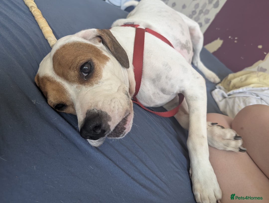 Mixed Breed dogs for adoption: Jenny , a Cyprus sweetheart ♥️  - Image 3