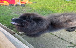 Chow Chow dogs for sale: Stunning black male chow chow - Image 3