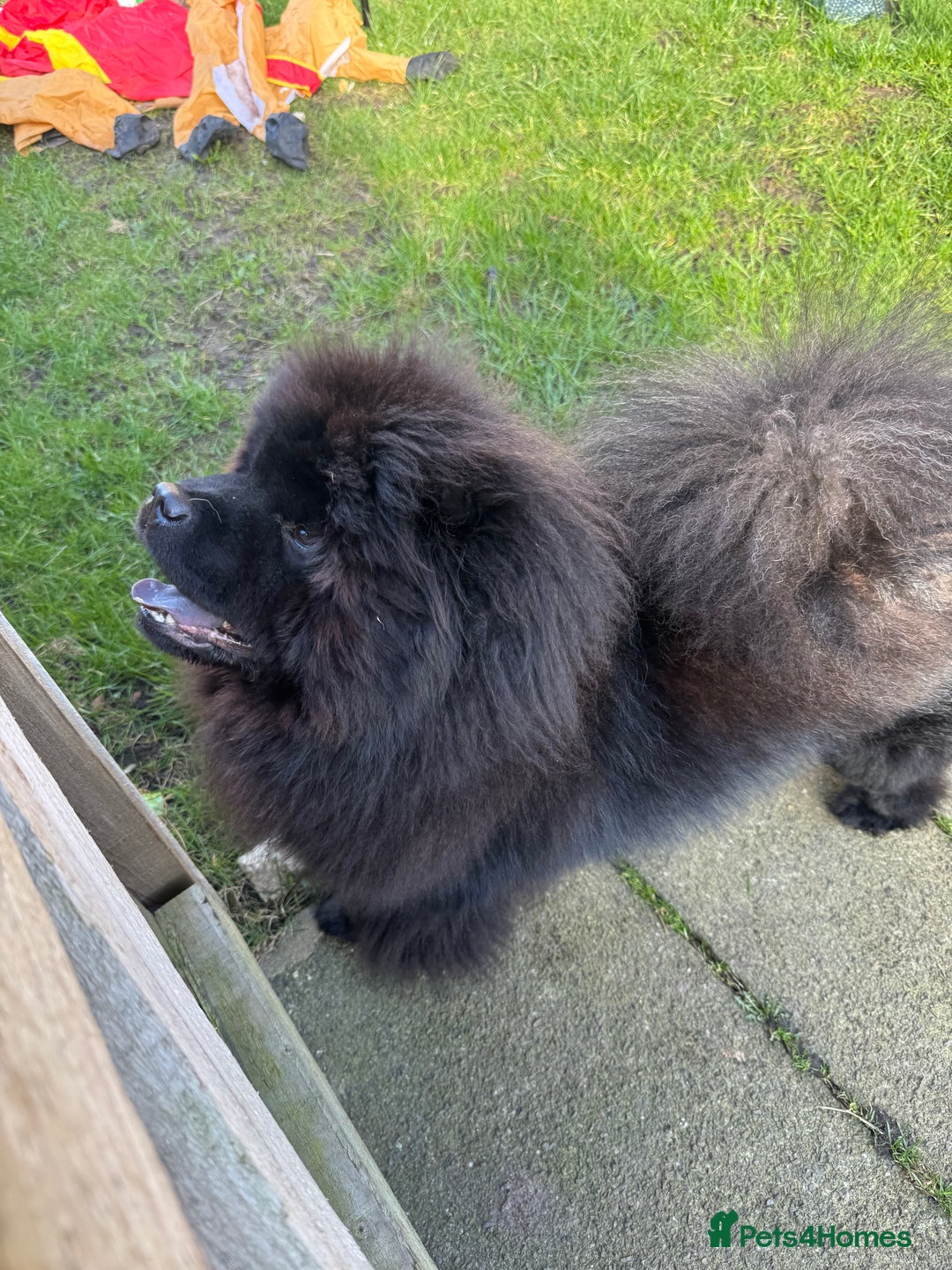Chow Chow dogs for sale: Stunning black male chow chow - Image 3