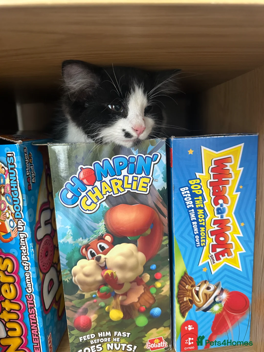Mixed Breed cats for sale: 12 week old kitten. in Nottingham - Advert 4