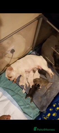 French Bulldog dogs - Advert 6