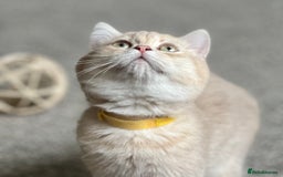British Shorthair cats for sale: Stunning British shorthair NY 12 kittens - Image 18