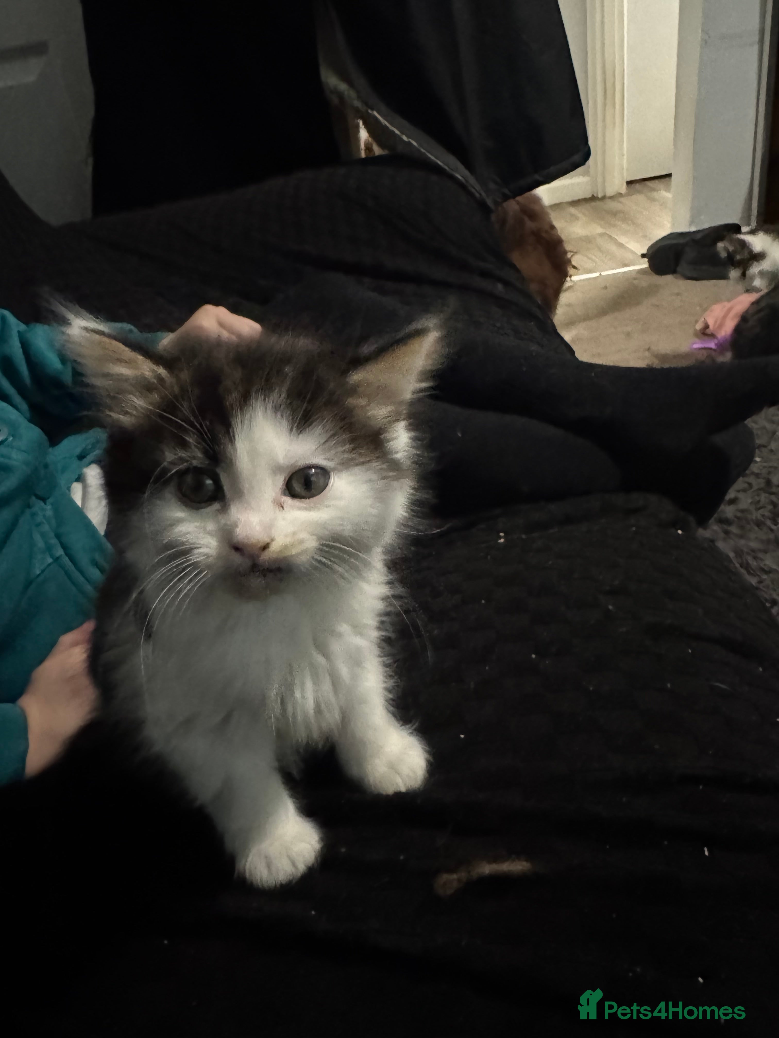 Mixed Breed cats Part Maine coon kittens - Advert 3