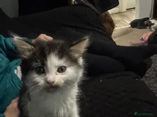 Mixed Breed cats Part Maine coon kittens - Advert 9