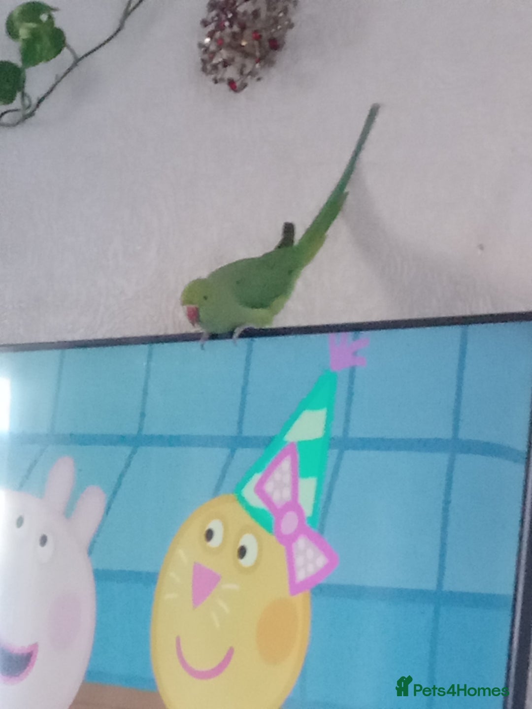 Ringnecks birds for sale: Female Ring neck with cage and everything. - Advert 1