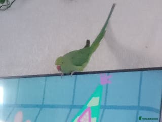 Ringnecks birds Female Ring neck with cage and everything. - Advert 13