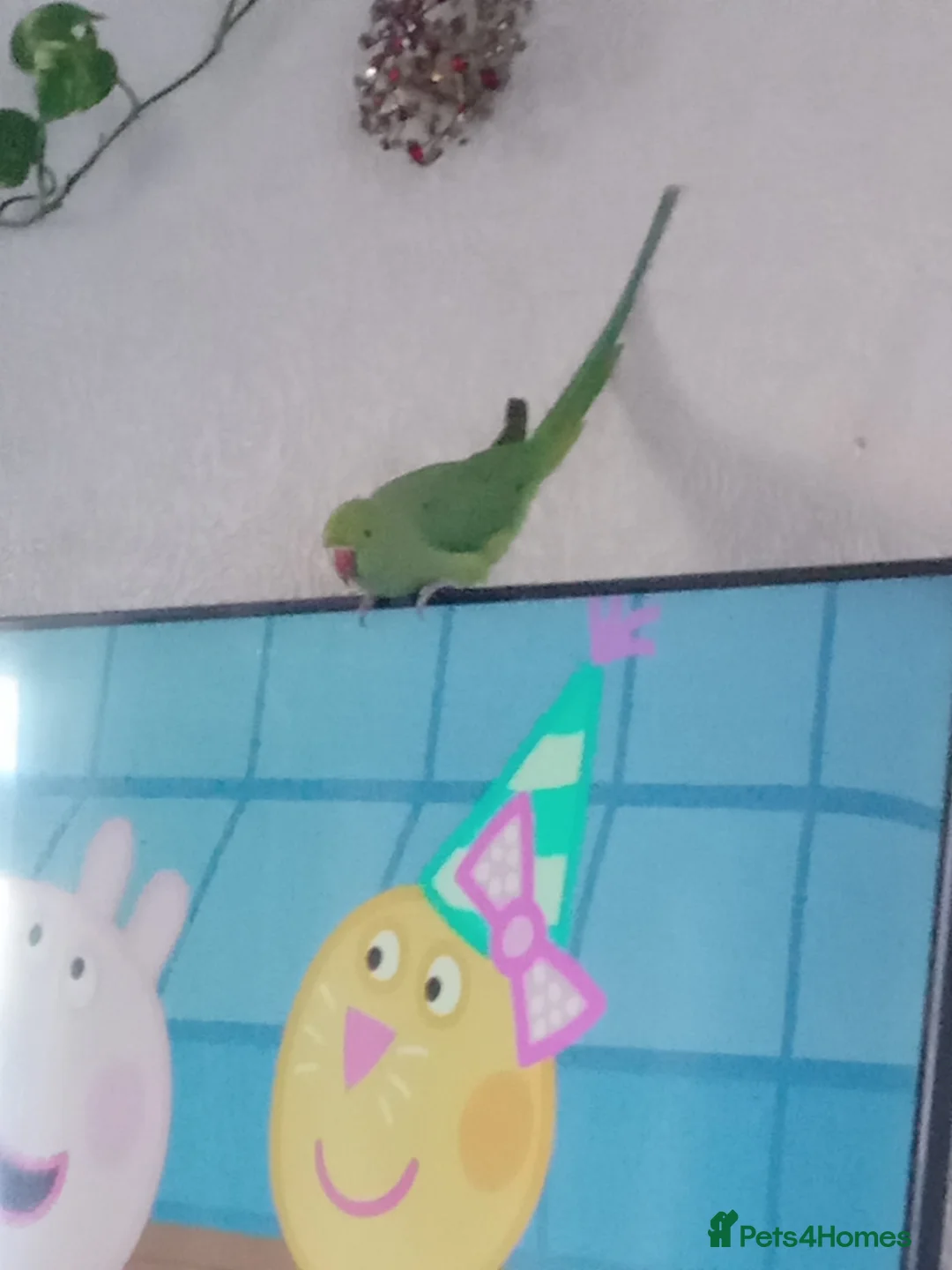 Ringnecks birds for sale: Female Ring neck with cage and everything. - Advert 1