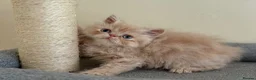 Persian cats for sale: GCCF registered cream Persians 💙 - Advert 5