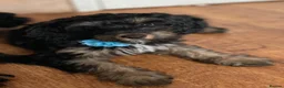 Cockapoo dogs for sale: 🐶READY TO LEAVE NOW 🐶 beautiful cockapoos  - Advert 18