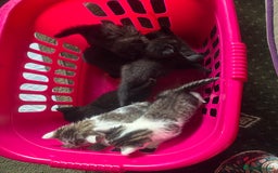 British Shorthair cats for sale: British blue short hair x ragdoll kittens - Image 3