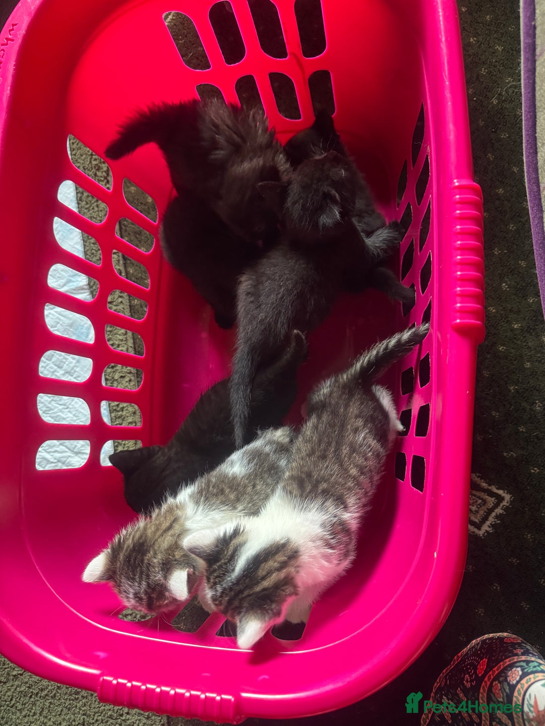 British Shorthair cats for sale: British blue short hair x ragdoll kittens - Image 3