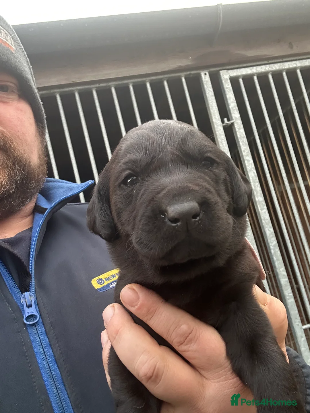 Labrador Retriever dogs for sale: 2024 igl championship winning sired Labradors  - Advert 8
