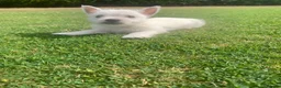 West Highland Terrier dogs for sale: 2 Westie Boys  - Advert 2