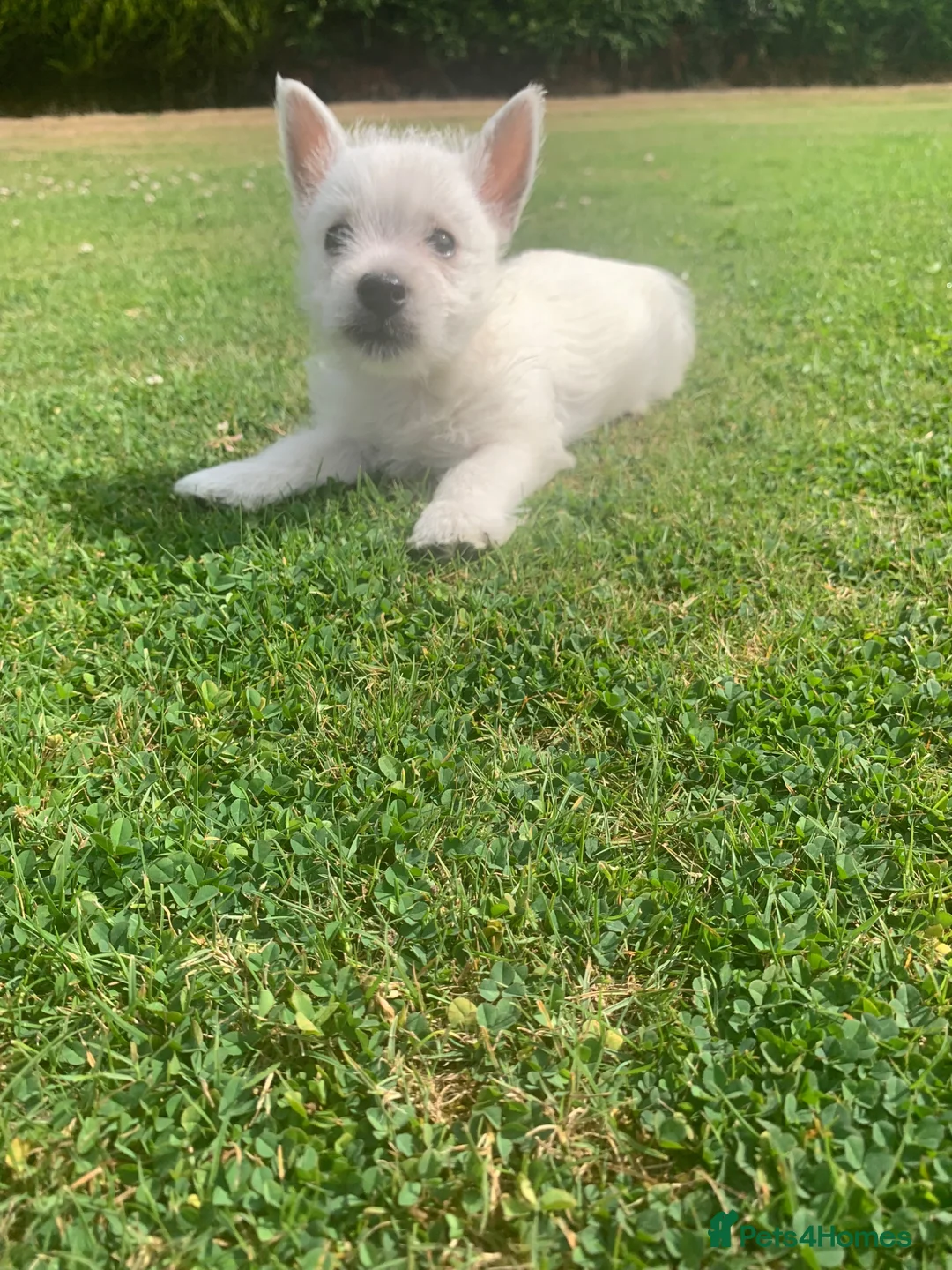 West Highland Terrier dogs for sale: 2 Westie Boys  - Advert 2