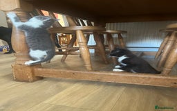 Ragdoll cats for sale: Ragdoll X 4 Beautiful kittens - Image 13