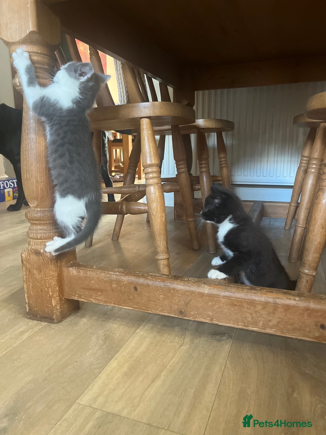Ragdoll cats for sale: Ragdoll X 4 Beautiful kittens - Image 13