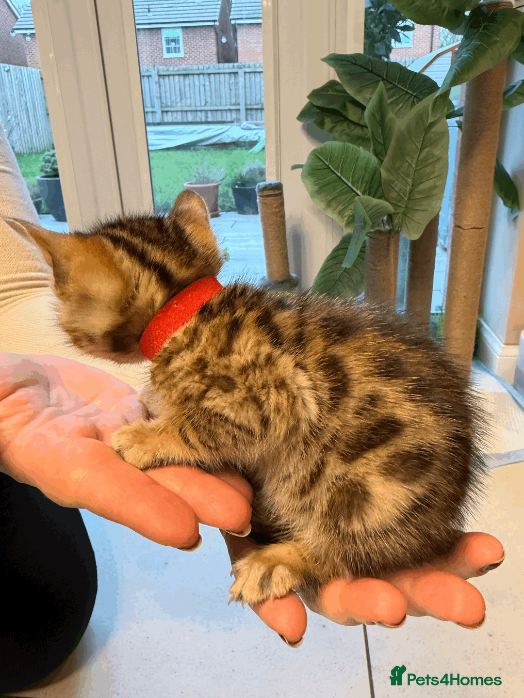 Bengal cats for sale: 🐾 Purebred Bengal Kittens for Sale 🐾 - Advert 21