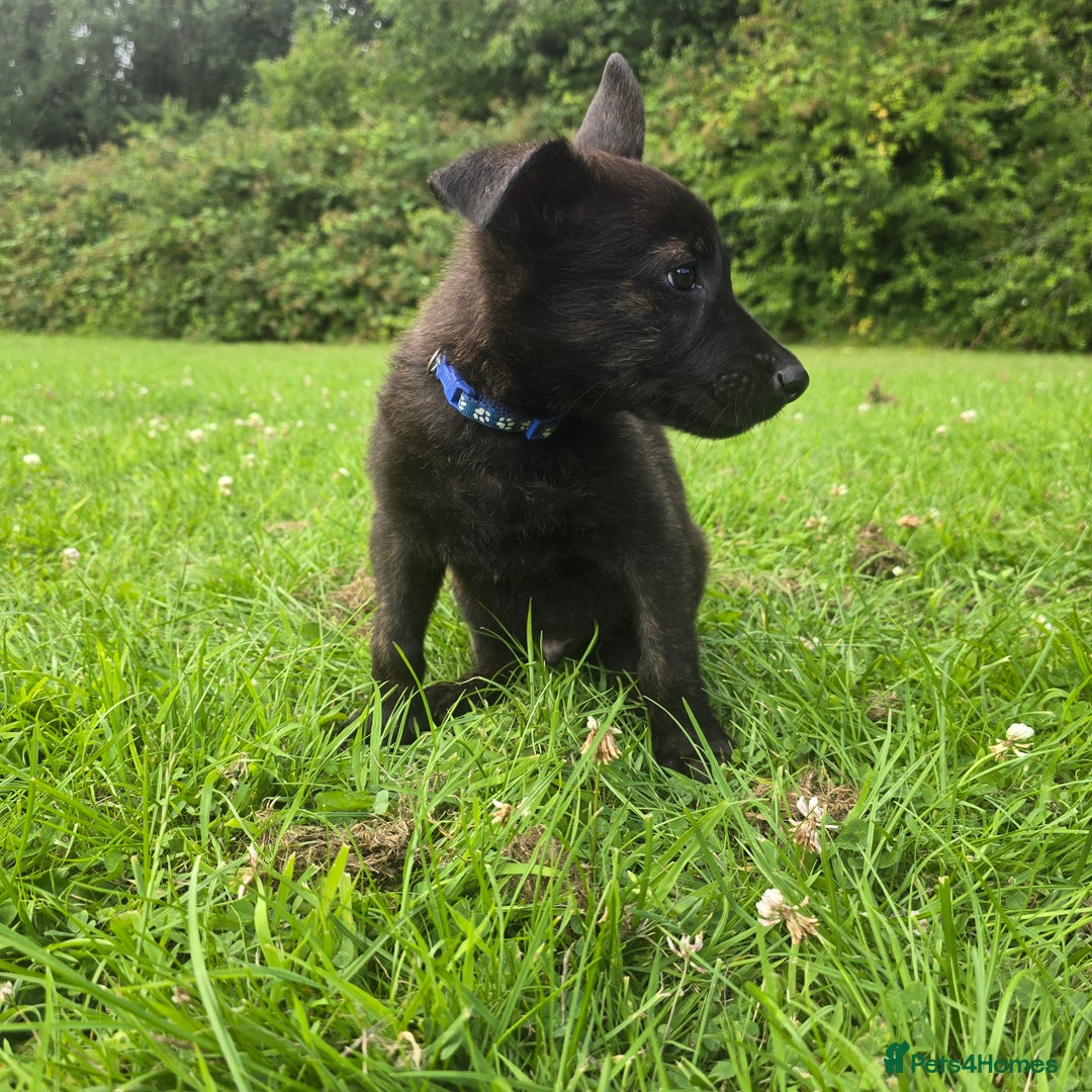 Belgian Shepherd Dog dogs for sale: Duch scheperd puppy for sale in Warrington - Image 14